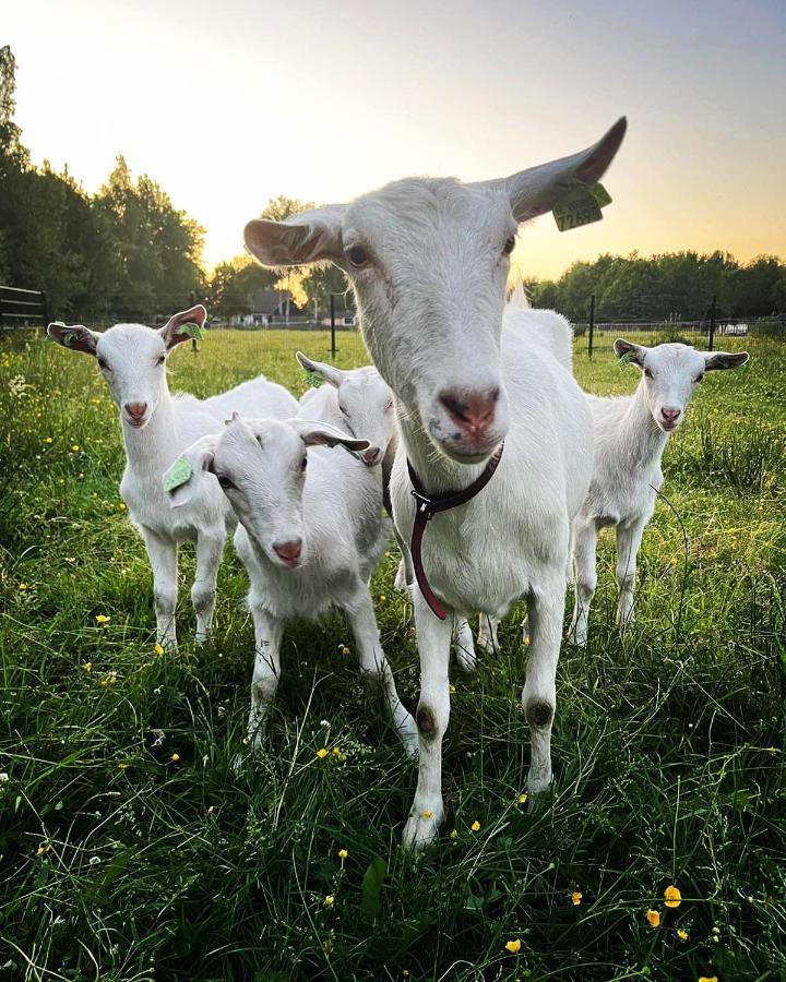 Jubbega-Schurega Pipowagens Bij Pannenkoekenrestaurant & Camping De Koppenjan 'Een Uniek Verblijf Met Kinderspeelboerderij' מראה חיצוני תמונה